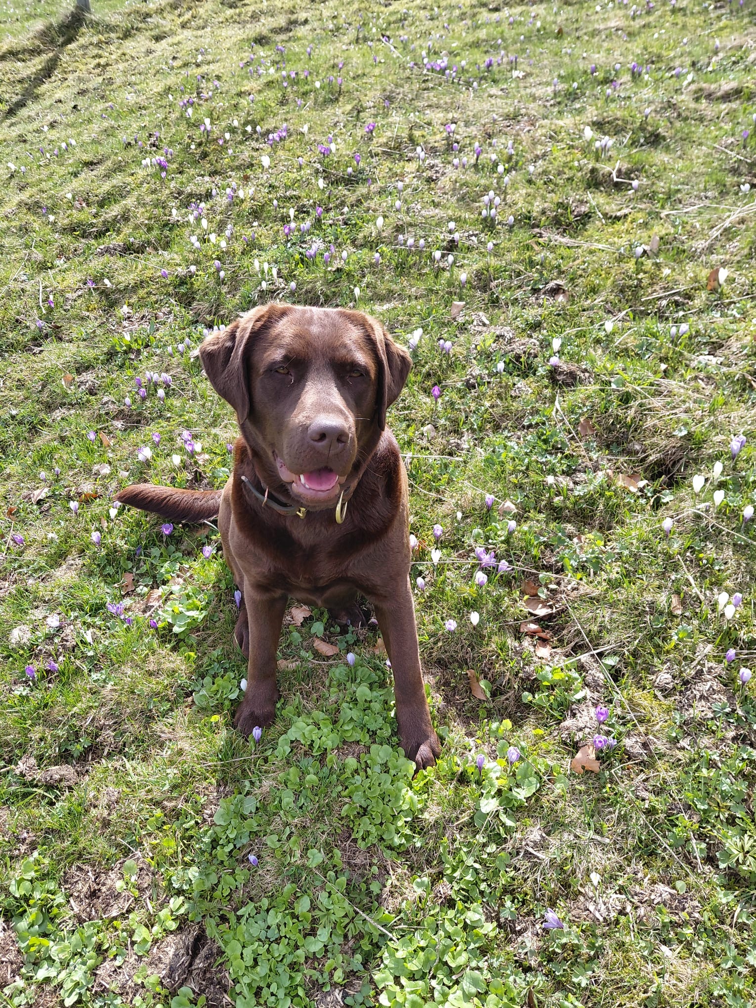 Hündin – Labrador Retriever