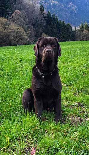 Hündin – Labrador Retriever