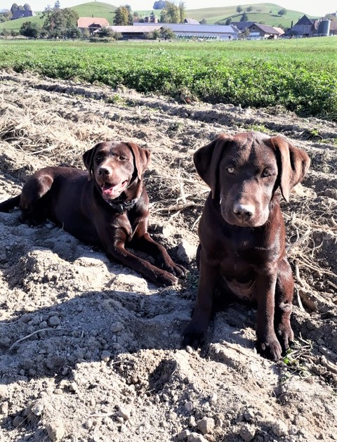 Labrador beim Apportieren