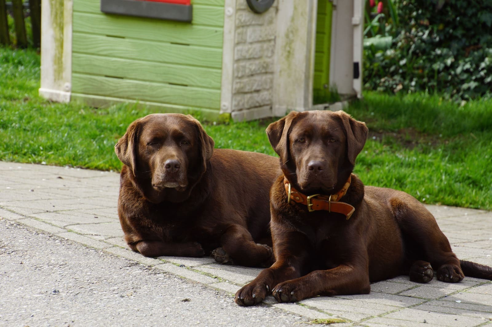 Labrador-Welpen auf dem Hof