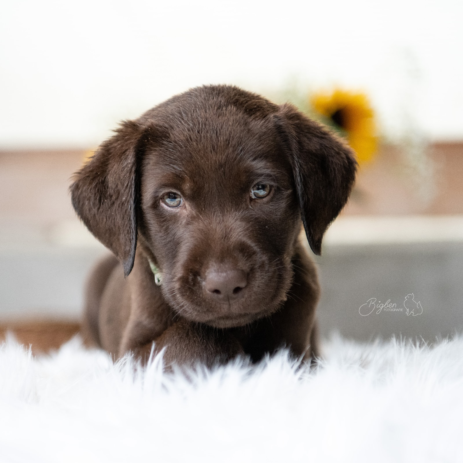 Welpen spielen auf der Wiese